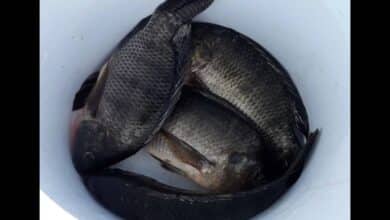 Preocupación en Atasta, por mortandad de mojarras