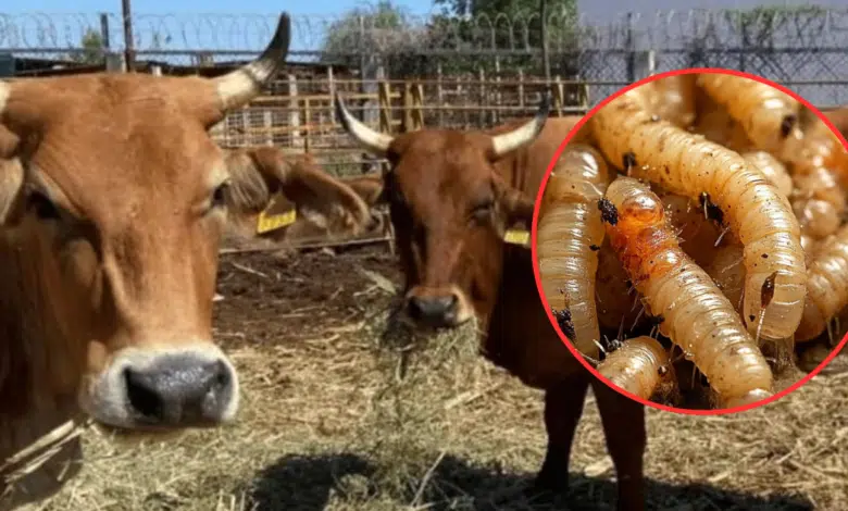 Campeche suma más de 100 casos positivos de gusano barrenador