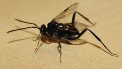 Evania appendigaster_ la avispa que protege tu hogar de cucarachas