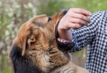 Mordeduras de perro aumentan 20% en Campeche durante 2025