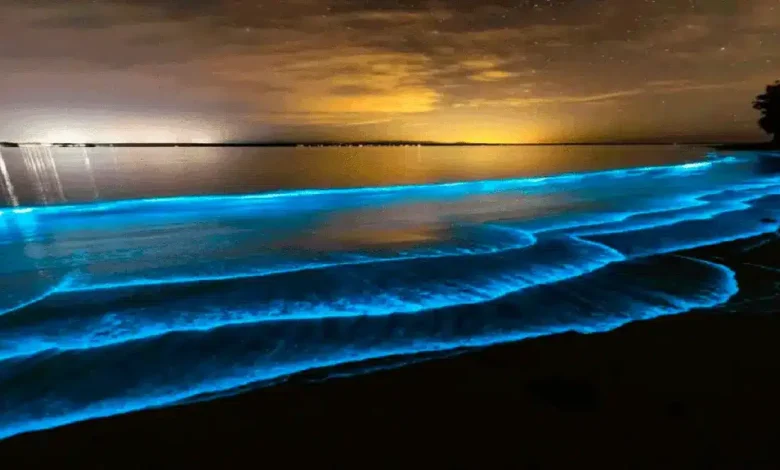 Playas bioluminiscentes, ¡descubre dónde verlas brillar!