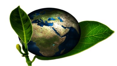 Día Mundial del Medio Ambiente 2025; por qué se celebra el 5 de junio