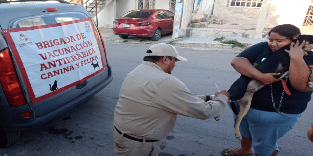 Intensifica SSA acciones para mantener a campeche libre de rabia