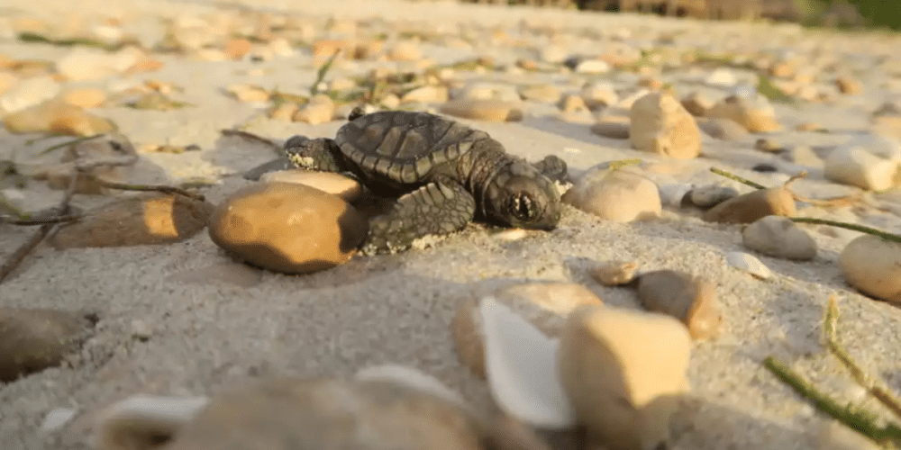 Protegen 152 huevos de tortuga carey en playa de Ciudad del Carmen
