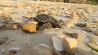 Protegen 152 huevos de tortuga carey en playa de Ciudad del Carmen