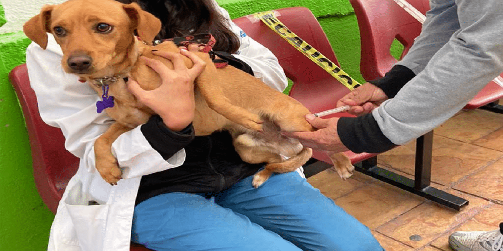 Vacuna gratis contra la rabia a tus mascotas en Campeche; aquí te decimos cuándo y dónde
