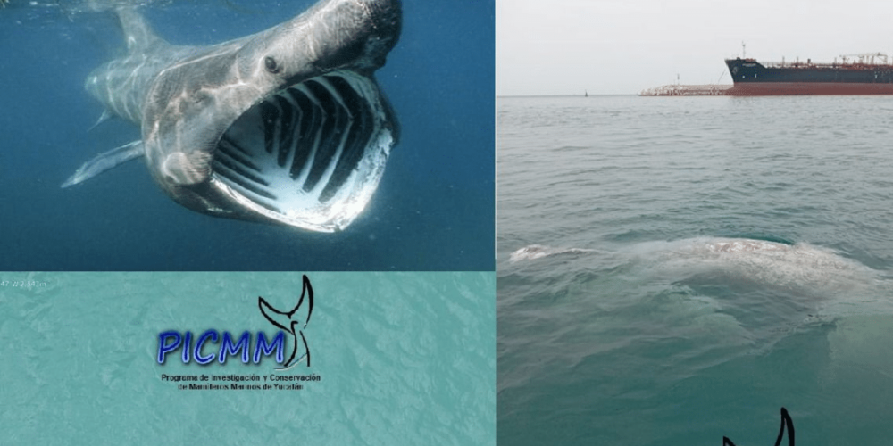 Yucatán Varamiento de tiburón en Progreso es un hecho histórico