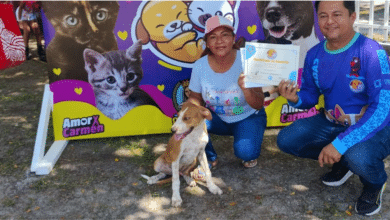 “Adoptar no es juego” llaman a la responsabilidad en adopciones de perros y gatos en Carmen