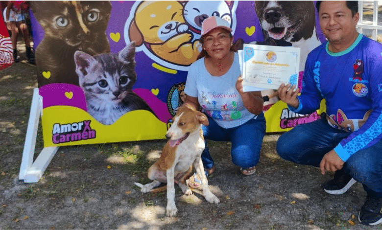 “Adoptar no es juego” llaman a la responsabilidad en adopciones de perros y gatos en Carmen