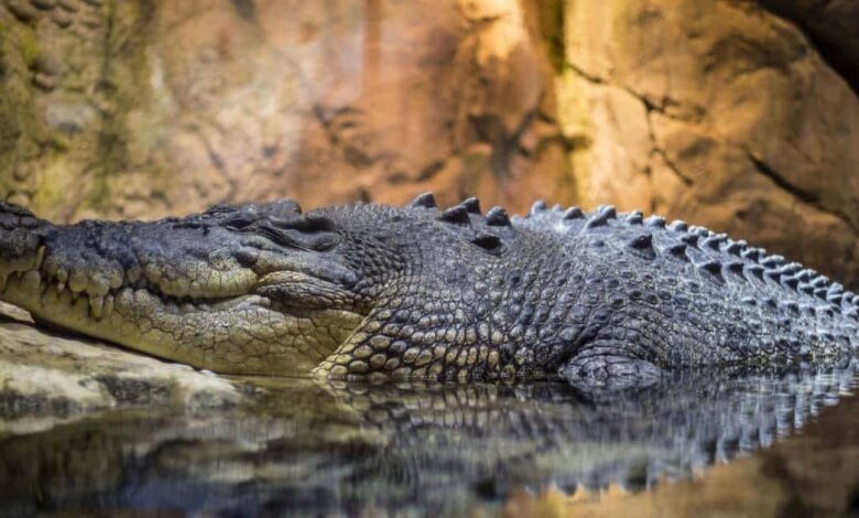 Ataque de cocodrilos acaban con la vida de un monaguillo