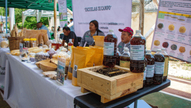 Campeche avanza en la soberanía alimentaria con políticas de impulso al maíz