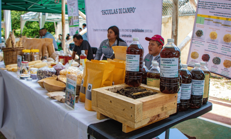 Campeche avanza en la soberanía alimentaria con políticas de impulso al maíz