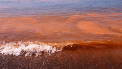 Campeche mantiene vigilancia permanente ante riesgo de marea roja