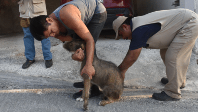 Campeche refuerza vacunación antirrábica en siete municipios ante casos detectados en ganado