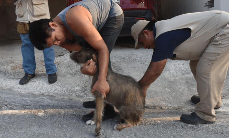 Campeche refuerza vacunación antirrábica en siete municipios ante casos detectados en ganado