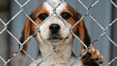 Cárcel y multa por dejar a tu mascota bajo el sol o la lluvia en Campeche