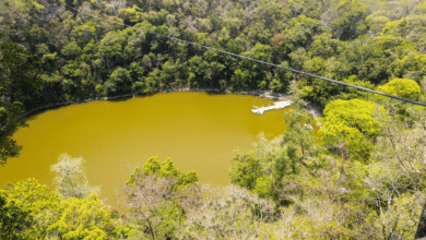 Conservación y producción sostenible casos de éxito en el Corredor Biológico Balam Beh