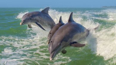 El Pueblo Mágico de Campeche donde puedes ver delfines (Foto de internet)