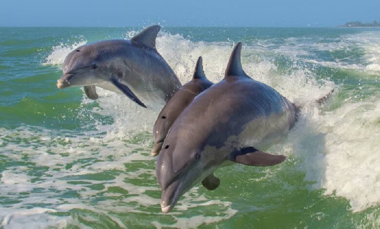 El Pueblo Mágico de Campeche donde puedes ver delfines (Foto de internet)