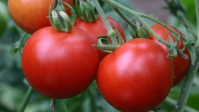 EU impone arancel al jitomate mexicano