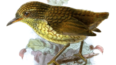 El caso del gato que extinguió una especie en un año la trágica historia en una isla de Nueva Zelanda