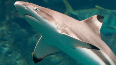 El cazón, un tesoro del mar campechano con historia, sabor y tradición