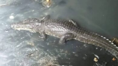 Cocodrilos viven en alcantarillas de Villahermosa