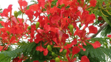Flamboyán el árbol que pinta de rojo la primavera en Campeche
