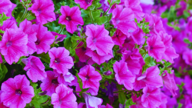 Flores ideales para sembrar en verano en México