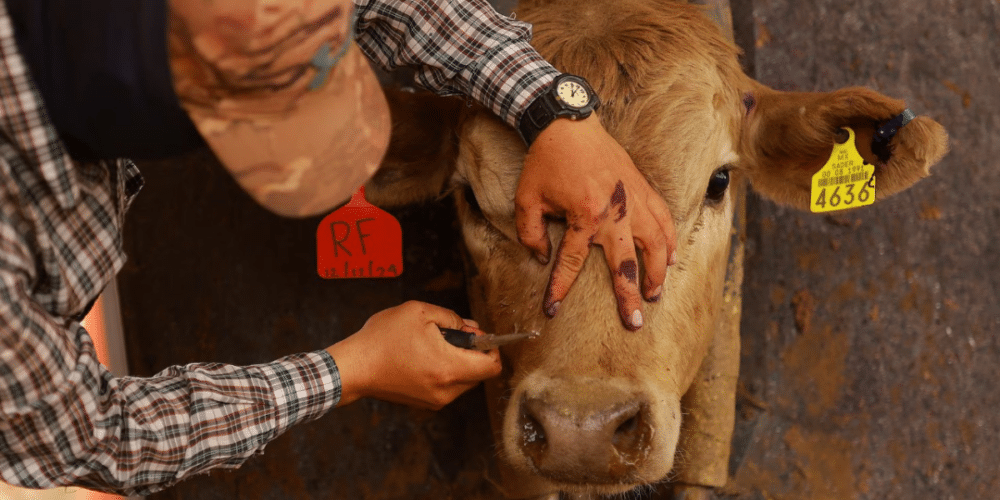Ganaderos de Campeche alertan que erradicación del gusano barrenador podría tardar años