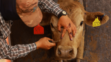 Ganaderos de Campeche alertan que erradicación del gusano barrenador podría tardar años