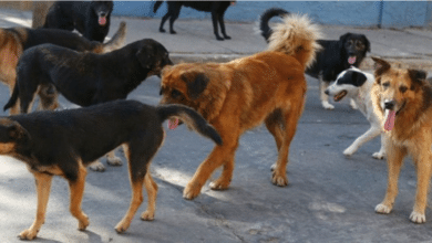 Llamado a proteger a las mascotas tras envenenamiento en colonia Leovigildo Gómez