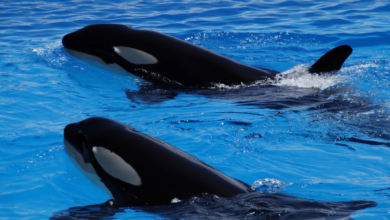 Orcas sorprenden a científicos al compartir comida con humanos un gesto de socialización, no agresión