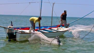 Pescadores de Campeche enfrentan incertidumbre ante inicio de temporada de pulpo