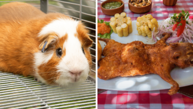 Por qué se come cuy en Perú Historia, cultura y tradición andina en un platillo emblemático