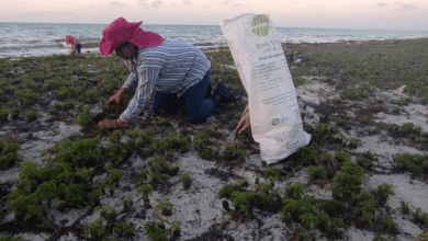 Reforestan dunas de Campeche con coco blanco para salvar tortugas y frenar erosión