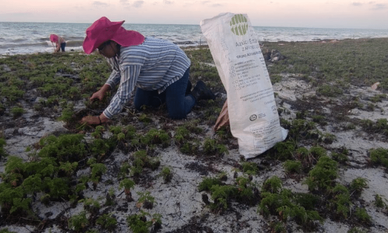 Reforestan dunas de Campeche con coco blanco para salvar tortugas y frenar erosión