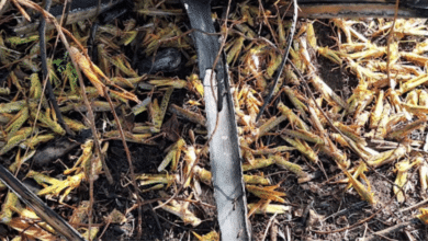 Refuerzan combate contra la langosta centroamericana en Champotón