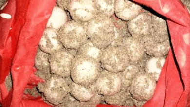 Refuerzan defensa de nidos de tortuga Carey en Carmen ante amenaza de saqueo