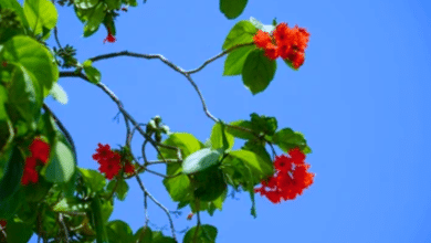 Siricote la joya forestal de Campeche que resiste el paso del tiempo