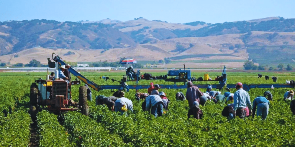 Trump descarta amnistía para trabajadores agrícolas