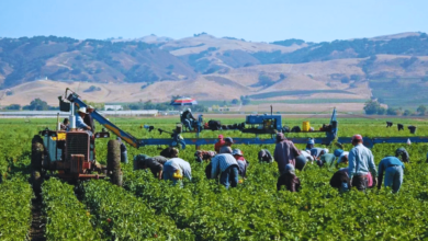 Trump descarta amnistía para trabajadores agrícolas