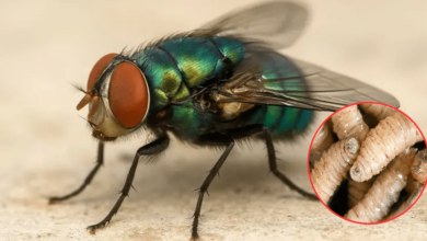 Conoce el impacto sanitario, económico e histórico de esta plaga en México, cómo se detecta en animales, qué riesgos conlleva y cómo afecta las exportaciones ganaderas.