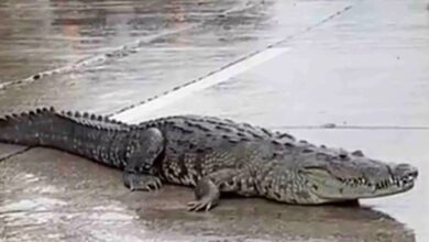 Inundaciones causan un éxodo de hasta 99 cocodrilos en cuatro estados (Foto de internet)