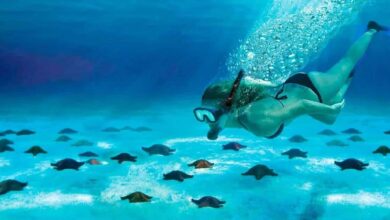 La playa de Cozumel donde puedes nadar con estrellas de mar (Foto de internet)