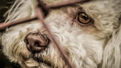 mascotas víctimas de redadas en texas