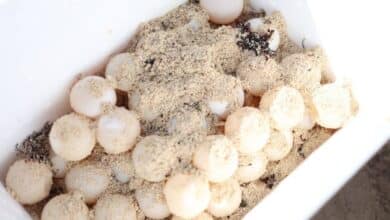 Nidos de Tortugas en Ciudad del Carmen.