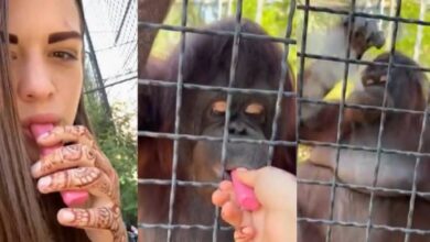 Boxeadora rusa obliga a fumar a orangután en Crimea, tendrá consecuencias (Foto de internet)