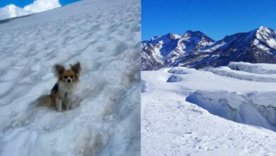 Chihuahua rescata a su dueño que cayó en un glaciar en Suiza (Fotos de internet)