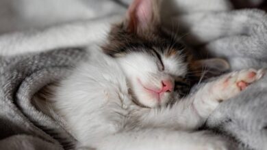 Video de gato en redes sociales enrollando su cobija